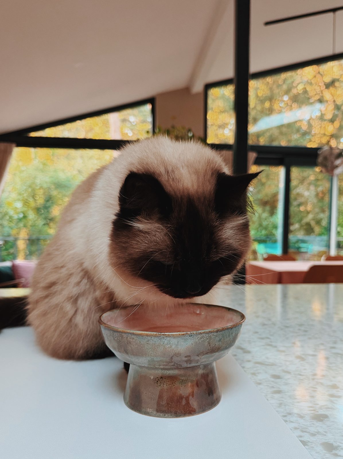 Een kat snuffelt aan een kom op voet op het aanrecht